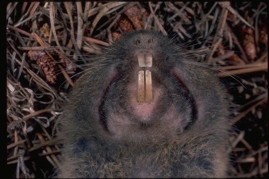 Image of Botta's Pocket Gopher