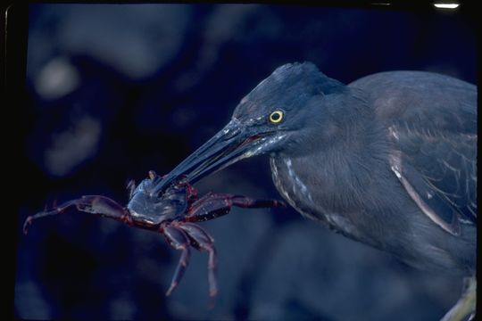 Image de Héron des Galapagos