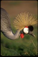 Image of Grey Crowned Crane