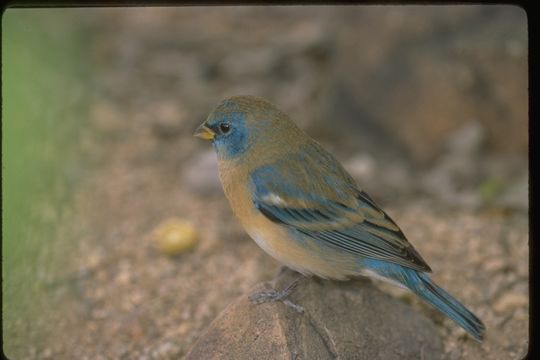 Image of Lazuli Bunting