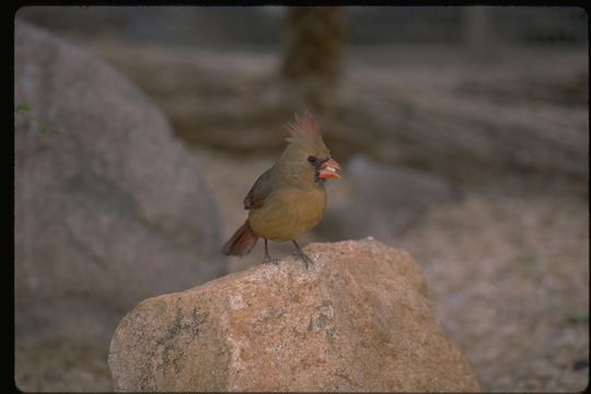 Image of Northern Cardinal