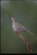 Image of African Mourning Dove