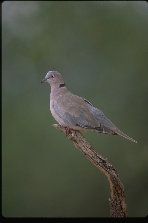 Image of African Mourning Dove