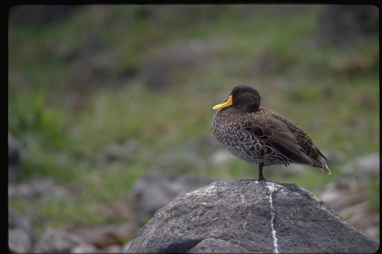 Image of Yellow-billed Duck