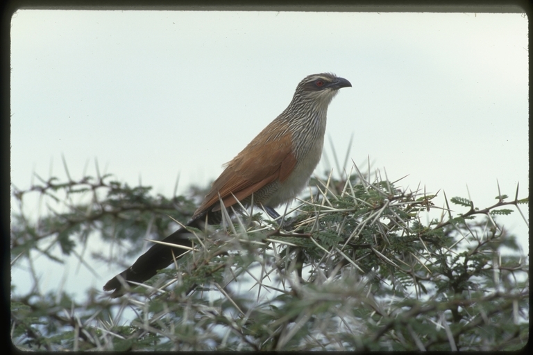 Plancia ëd Centropus superciliosus Hemprich & Ehrenberg 1829