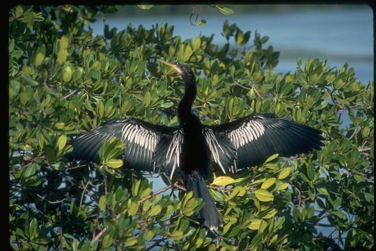 Image of Anhinga