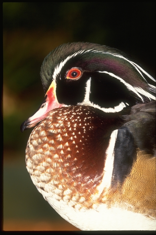 Image of Wood Duck