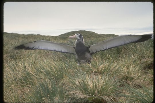 Image of Wandering albatross