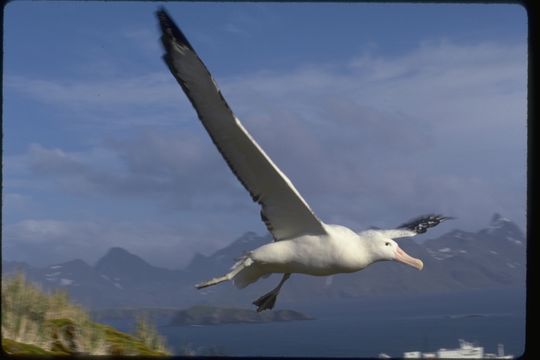 Image of Wandering albatross