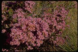 Image of Calytrix tetragona Labill.