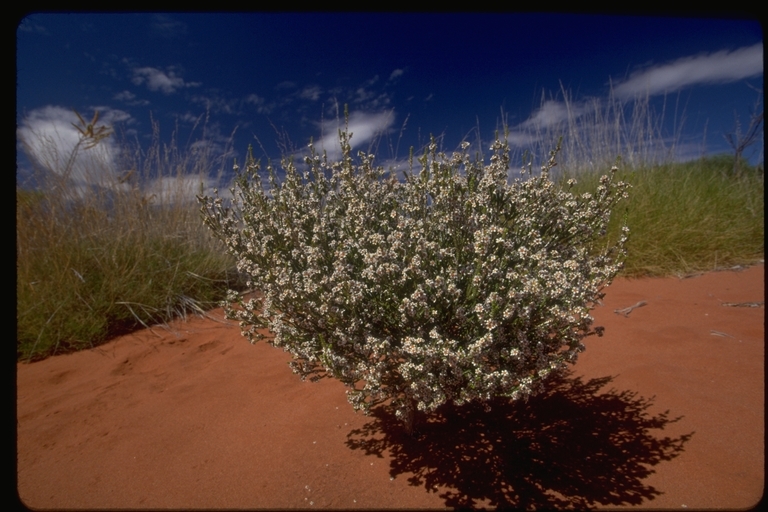 Imagem de Micromyrtus ciliata (Smith) Druce