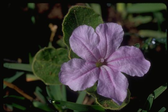 Image of Ruellia patula Jacq.