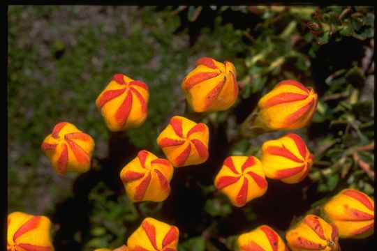 Image of Gentianella hirculus (Griseb.) Fabris