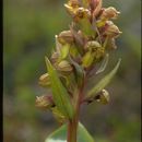 Image of <i>Coeloglossum viride</i>