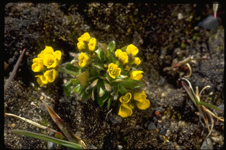 Image of alpine draba