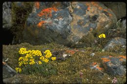 Image of alpine draba