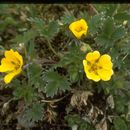 Image of Potentilla hyparctica Malte