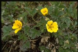 Image of Potentilla hyparctica Malte