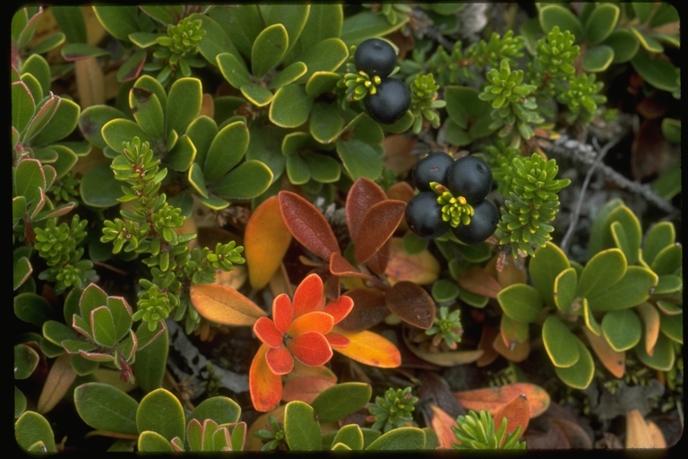 Image of black crowberry