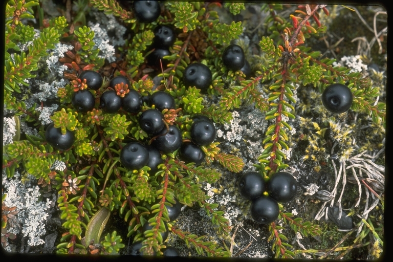 Image of black crowberry