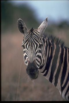 Image of Grant's zebra