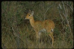 Image of Bohor Reedbuck