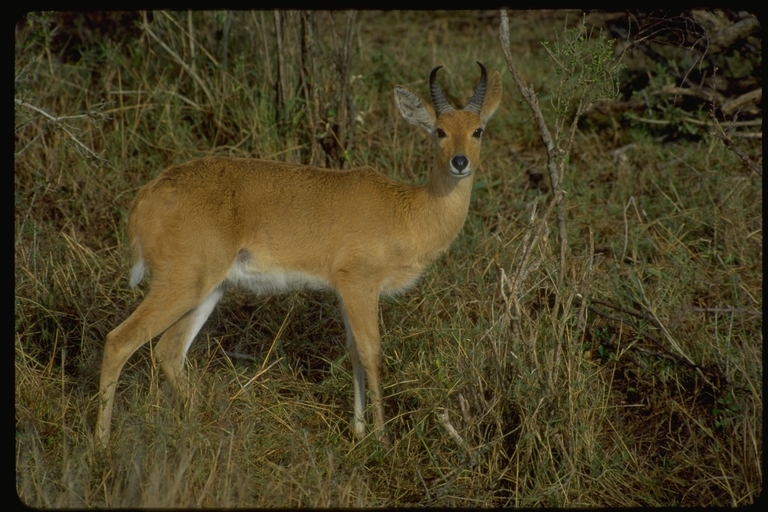 Image of Bohor Reedbuck