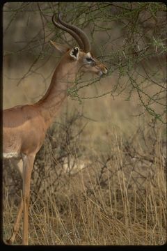 Image of Gerenuk