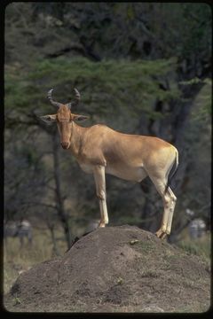 Alcelaphus buselaphus cokii Günther 1884 resmi