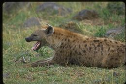 Image of Spotted Hyena