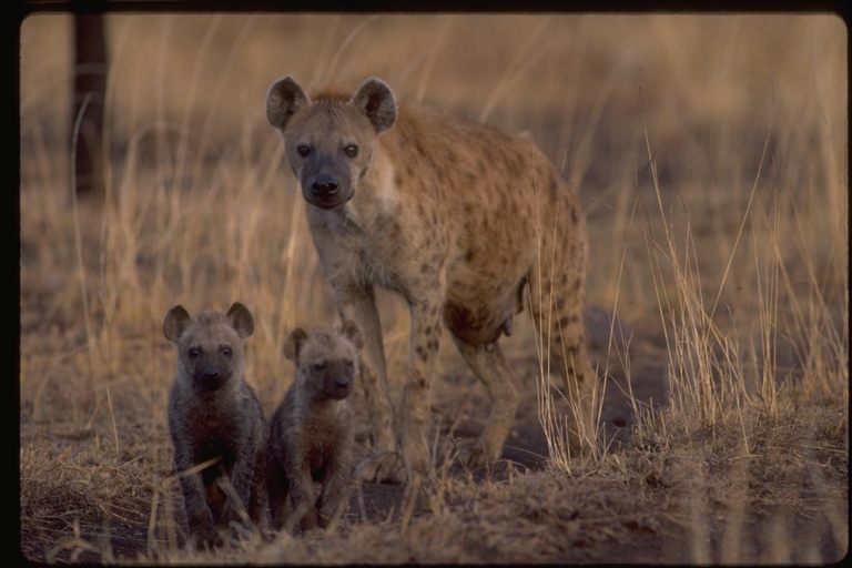 Image of Spotted Hyena