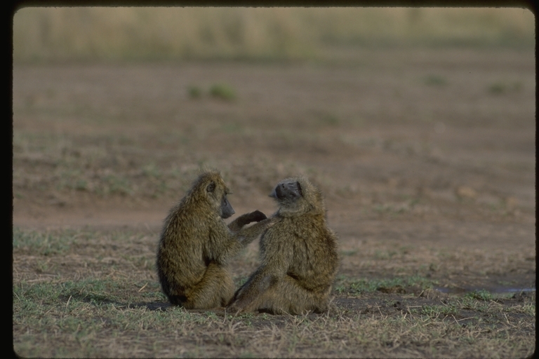 Image of Anubis Baboon