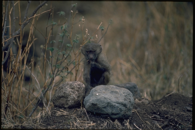 Image of Anubis Baboon