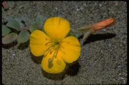 Image of <i>Camissoniopsis <i>cheiranthifolia</i></i> ssp. cheiranthifolia