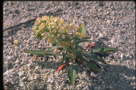 Eremothera boothii subsp. decorticans (Hook. & Arn.) W. L. Wagner & Hoch resmi