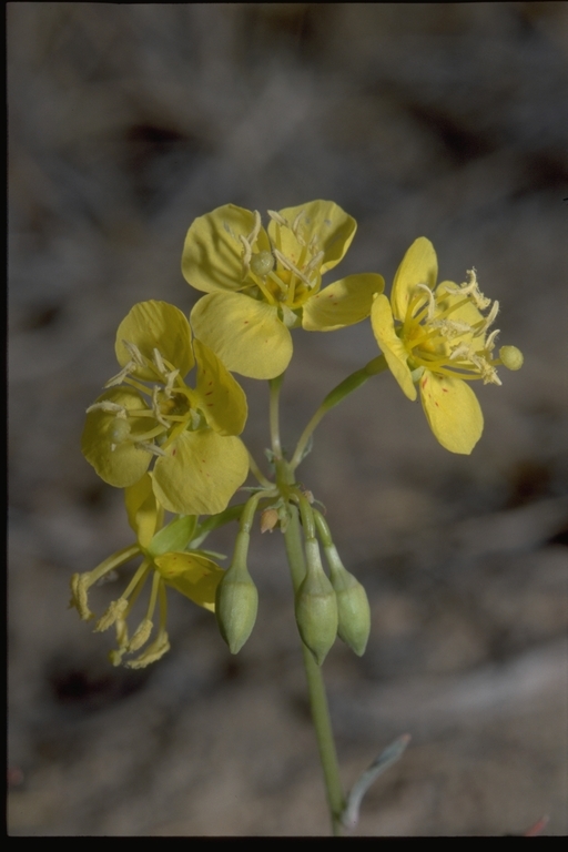 Imagem de Chylismia brevipes Small