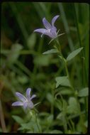 Campanula californica (Kellogg) A. Heller resmi