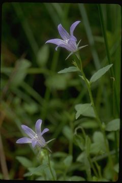 Image of Swamp Bellflower