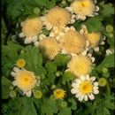 Image of <i>Chrysanthemum parthenium</i>