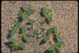 Image of Sonoran sandmat