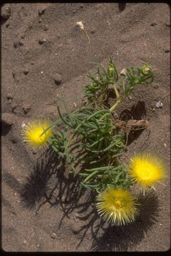 Imagem de Conicosia pugioniformis (L.) N. E. Br.