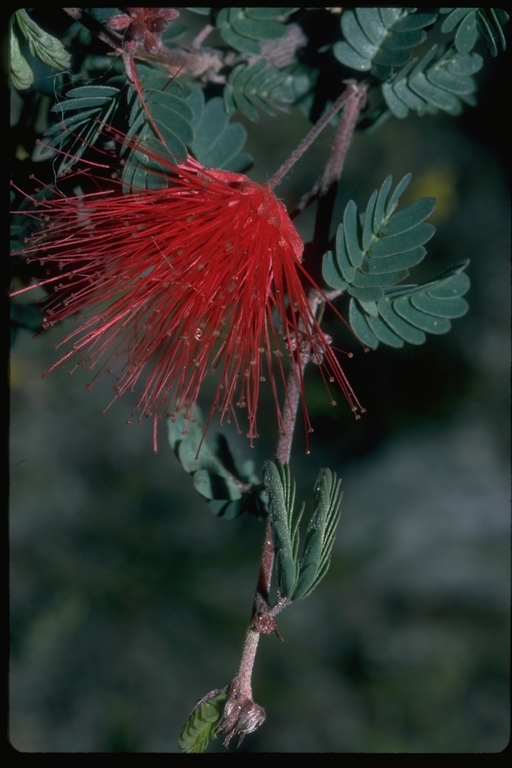 Imagem de Calliandra eriophylla Benth.