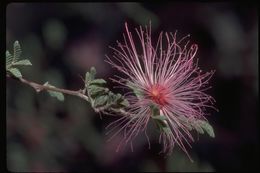 Imagem de Calliandra eriophylla Benth.