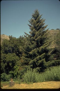 Image of Bristlecone Fir