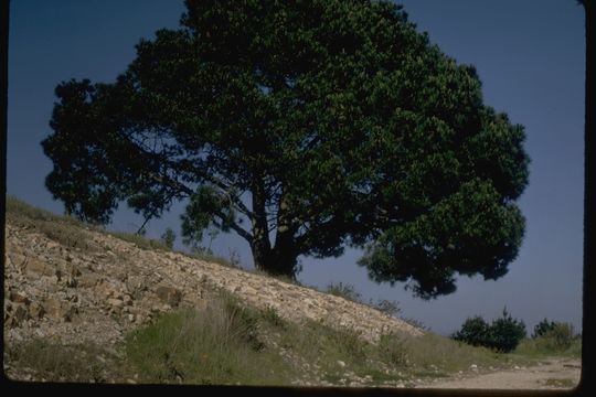 Plancia ëd Pinus radiata D. Don