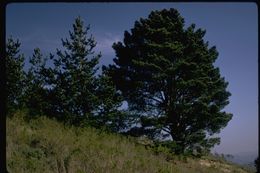 Image of Cedros Island Pine