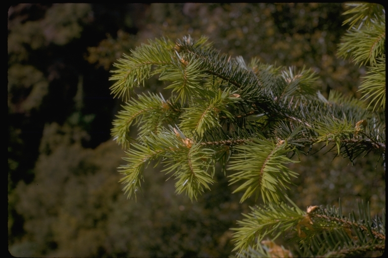 Image of Bristlecone Fir