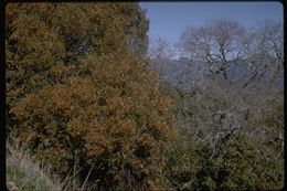 Image of Pacific madrone