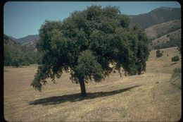 Image of California Live Oak