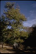 Image of California sycamore